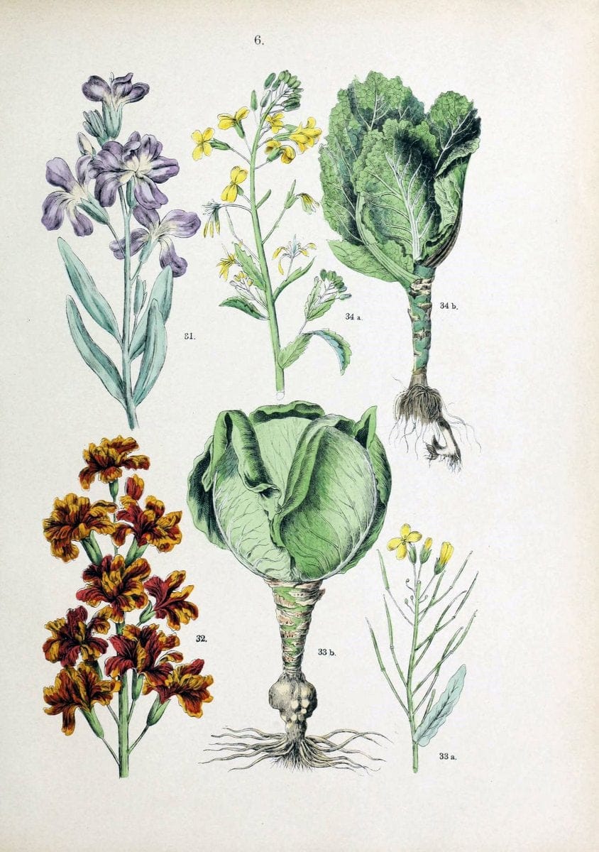 Botanischer bilder-atlas nach De Candolle's NatuÃŒË†rlichem pflanzensystem /.Stuttgart :Ju | Atlases Botany Classification Germany "Pictorial works" Plants | Vintage Print Reproduction 463163