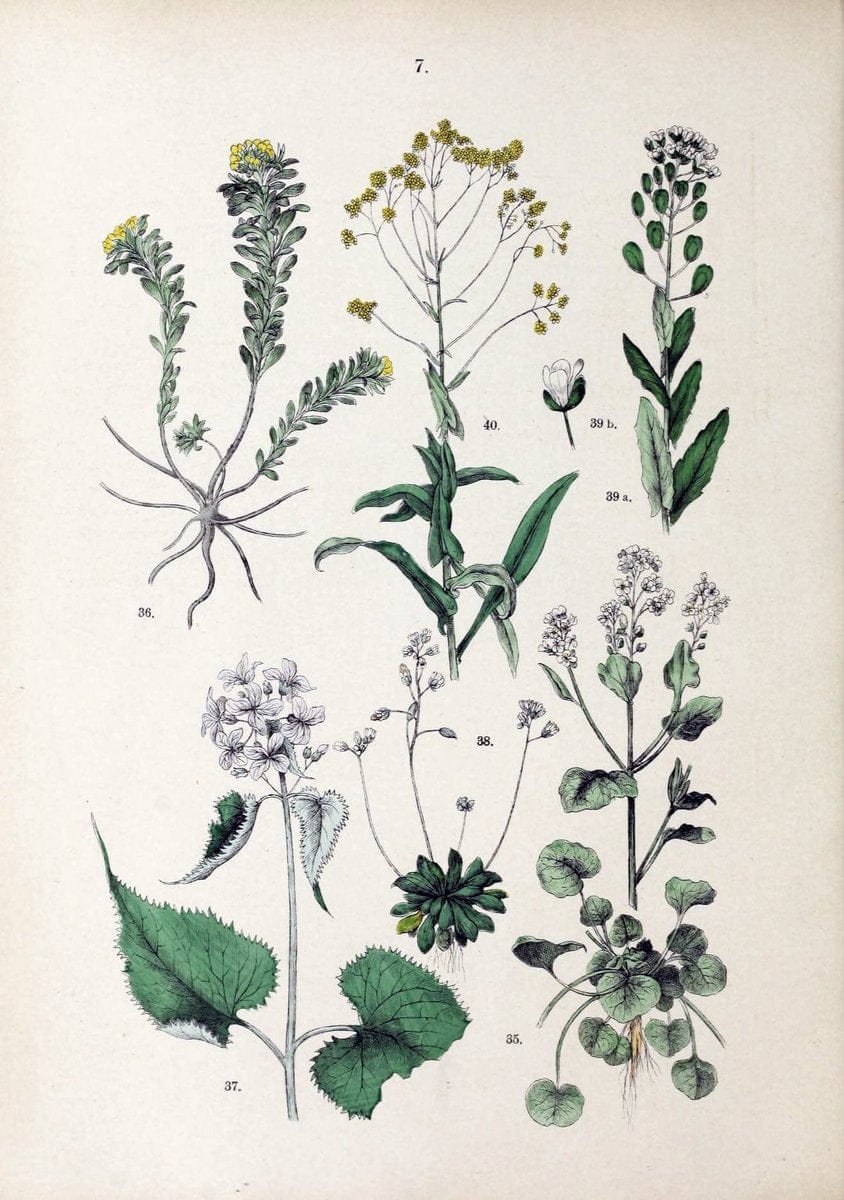 Botanischer bilder-atlas nach De Candolle's NatuÃŒË†rlichem pflanzensystem /.Stuttgart :Ju | Atlases Botany Classification Germany "Pictorial works" Plants | Vintage Print Reproduction 463164