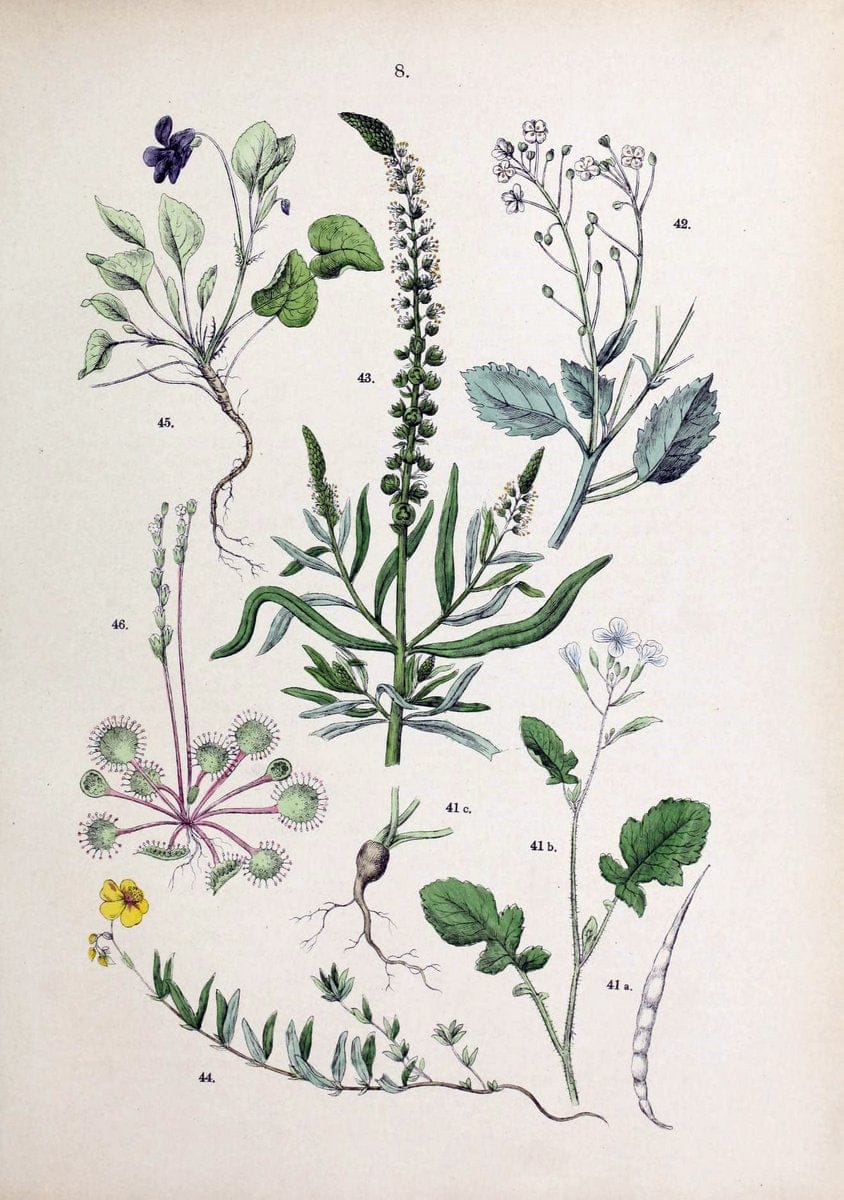 Botanischer bilder-atlas nach De Candolle's NatuÃŒË†rlichem pflanzensystem /.Stuttgart :Ju | Atlases Botany Classification Germany "Pictorial works" Plants | Vintage Print Reproduction 463165