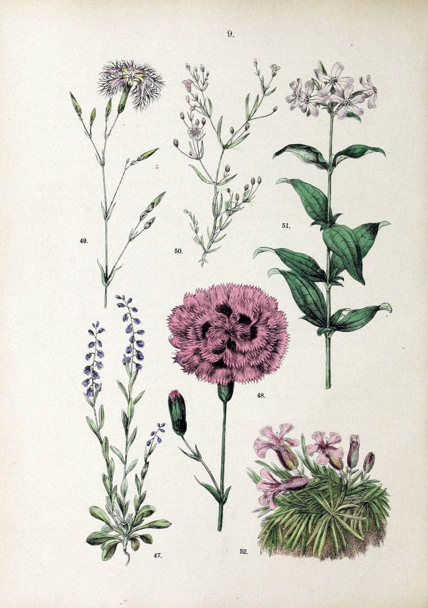 Botanischer bilder-atlas nach De Candolle's NatuÃŒË†rlichem pflanzensystem /.Stuttgart :Ju | Atlases Botany Classification Germany "Pictorial works" Plants | Vintage Print Reproduction 463166