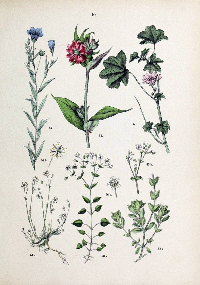 Botanischer bilder-atlas nach De Candolle's NatuÃŒË†rlichem pflanzensystem /.Stuttgart :Ju | Atlases Botany Classification Germany "Pictorial works" Plants | Vintage Print Reproduction 463167