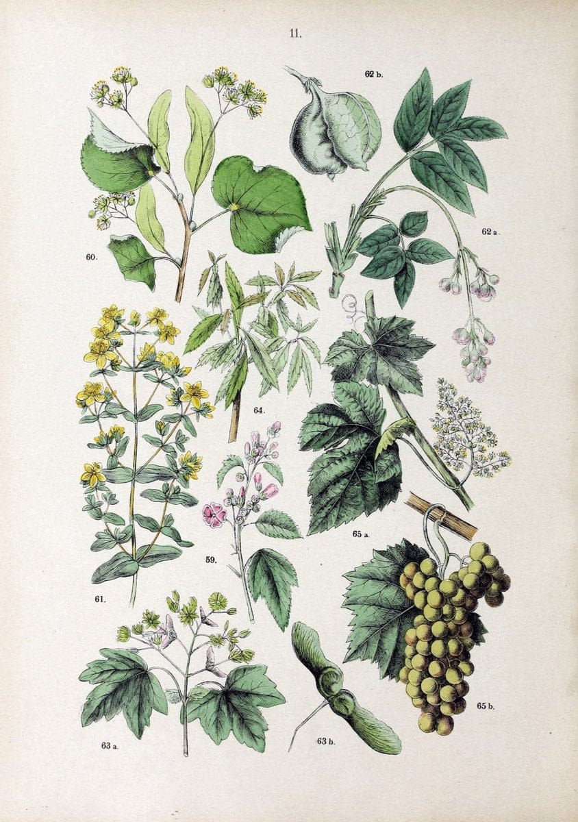 Botanischer bilder-atlas nach De Candolle's NatuÃŒË†rlichem pflanzensystem /.Stuttgart :Ju | Atlases Botany Classification Germany "Pictorial works" Plants | Vintage Print Reproduction 463168