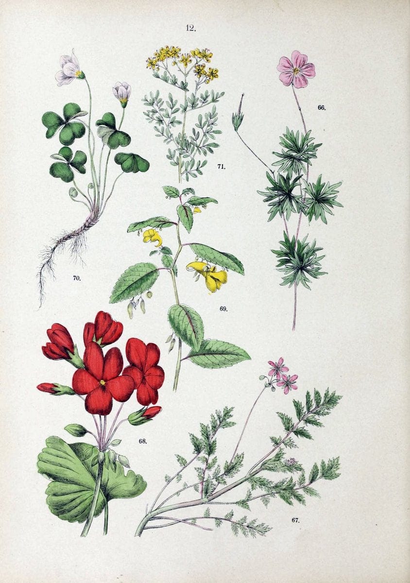 Botanischer bilder-atlas nach De Candolle's NatuÃŒË†rlichem pflanzensystem /.Stuttgart :Ju | Atlases Botany Classification Germany "Pictorial works" Plants | Vintage Print Reproduction 463169