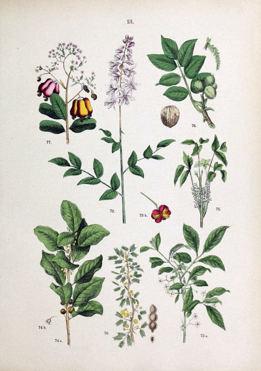 Botanischer bilder-atlas nach De Candolle's NatuÃŒË†rlichem pflanzensystem /.Stuttgart :Ju | Atlases Botany Classification Germany "Pictorial works" Plants | Vintage Print Reproduction 463170