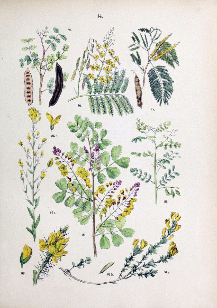 Botanischer bilder-atlas nach De Candolle's NatuÃŒË†rlichem pflanzensystem /.Stuttgart :Ju | Atlases Botany Classification Germany "Pictorial works" Plants | Vintage Print Reproduction 463171