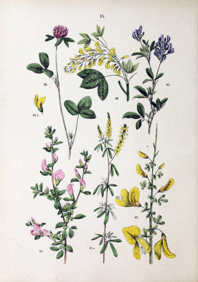 Botanischer bilder-atlas nach De Candolle's NatuÃŒË†rlichem pflanzensystem /.Stuttgart :Ju | Atlases Botany Classification Germany "Pictorial works" Plants | Vintage Print Reproduction 463172