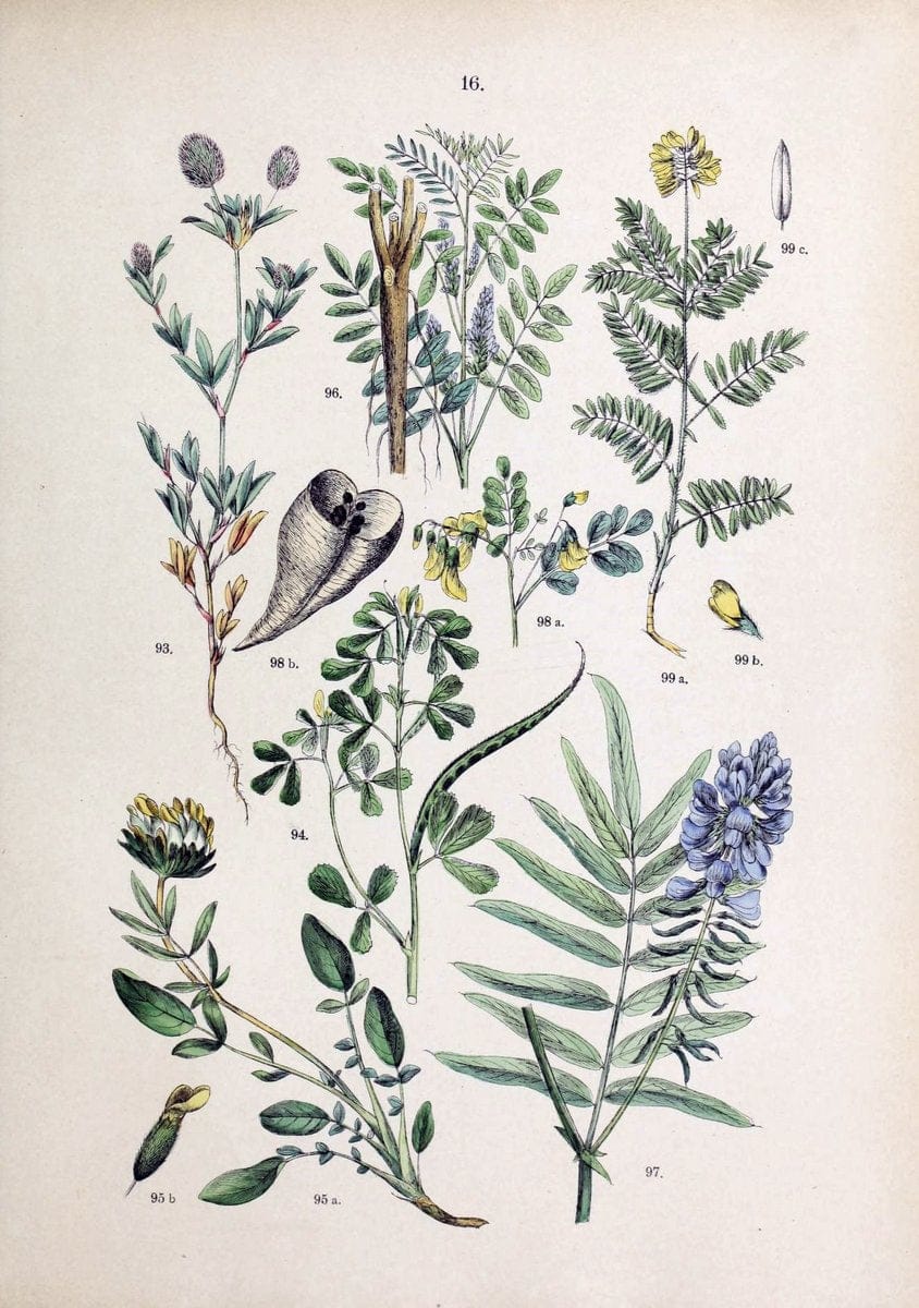 Botanischer bilder-atlas nach De Candolle's NatuÃŒË†rlichem pflanzensystem /.Stuttgart :Ju | Atlases Botany Classification Germany "Pictorial works" Plants | Vintage Print Reproduction 463173