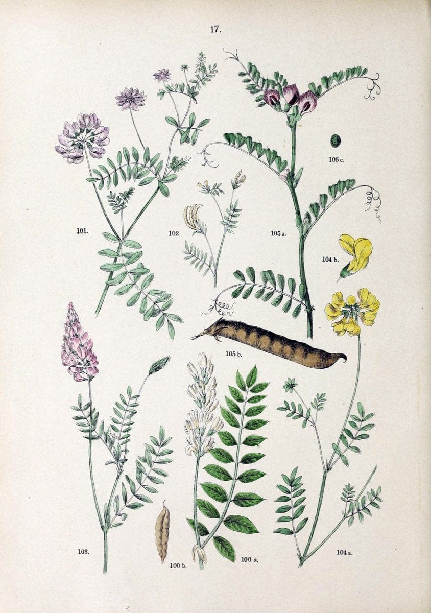 Botanischer bilder-atlas nach De Candolle's NatuÃŒË†rlichem pflanzensystem /.Stuttgart :Ju | Atlases Botany Classification Germany "Pictorial works" Plants | Vintage Print Reproduction 463174