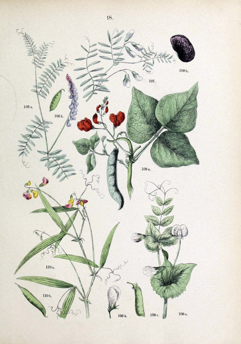 Botanischer bilder-atlas nach De Candolle's NatuÃŒË†rlichem pflanzensystem /.Stuttgart :Ju | Atlases Botany Classification Germany "Pictorial works" Plants | Vintage Print Reproduction 463175