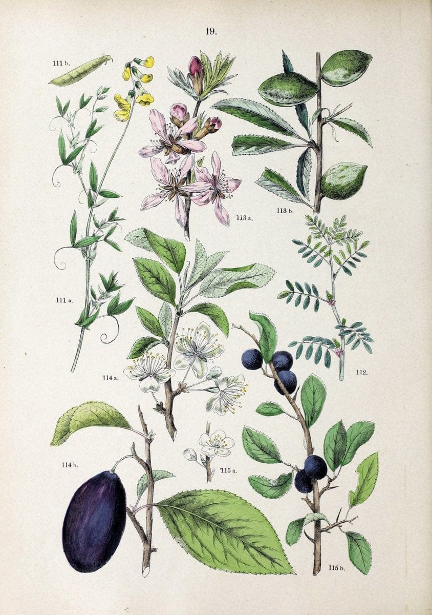 Botanischer bilder-atlas nach De Candolle's NatuÃŒË†rlichem pflanzensystem /.Stuttgart :Ju | Atlases Botany Classification Germany "Pictorial works" Plants | Vintage Print Reproduction 463176