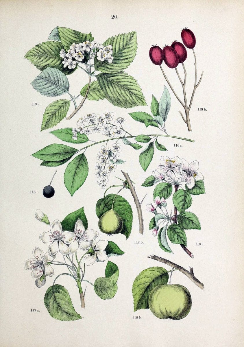 Botanischer bilder-atlas nach De Candolle's NatuÃŒË†rlichem pflanzensystem /.Stuttgart :Ju | Atlases Botany Classification Germany "Pictorial works" Plants | Vintage Print Reproduction 463177