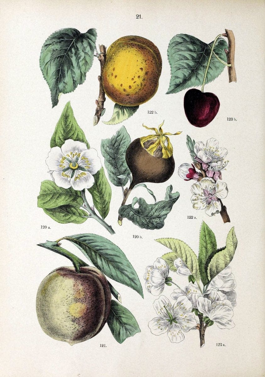 Botanischer bilder-atlas nach De Candolle's NatuÃŒË†rlichem pflanzensystem /.Stuttgart :Ju | Atlases Botany Classification Germany "Pictorial works" Plants | Vintage Print Reproduction 463178