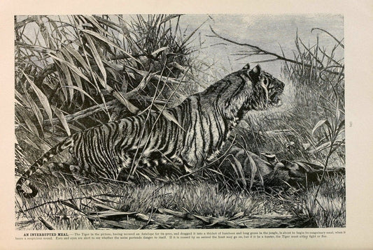 Brehm's Life of animals : Volume 1, MammaliaChicago :Marquis,1895. | "Animal behavior" Mammals  | Vintage Print Reproduction 463229