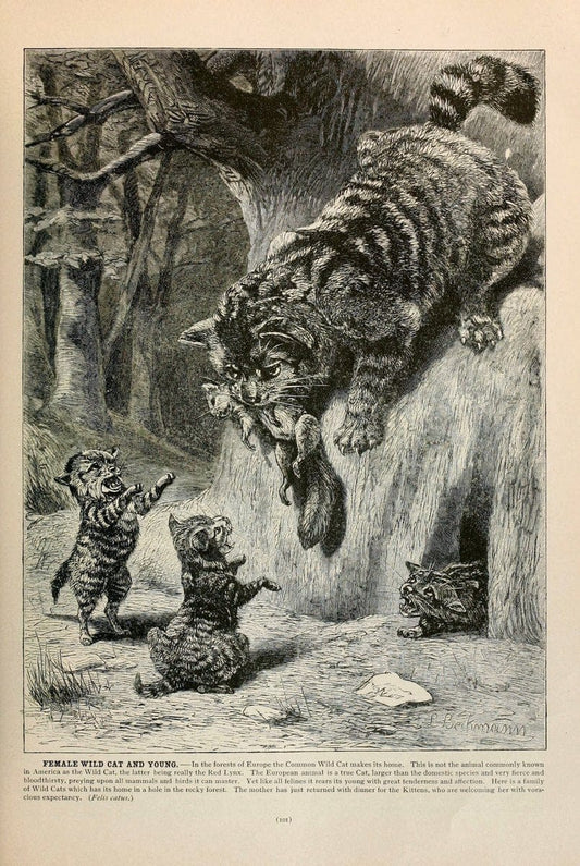 Brehm's Life of animals : Volume 1, MammaliaChicago :Marquis,1895. | "Animal behavior" Mammals  | Vintage Print Reproduction 463232