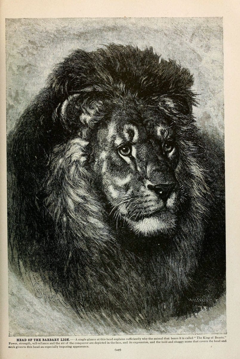 Brehm's Life of animals : Volume 1, MammaliaChicago :Marquis,1895. | "Animal behavior" Mammals  | Vintage Print Reproduction 463233