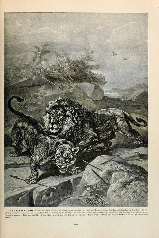 Brehm's Life of animals : Volume 1, MammaliaChicago :Marquis,1895. | "Animal behavior" Mammals  | Vintage Print Reproduction 463234