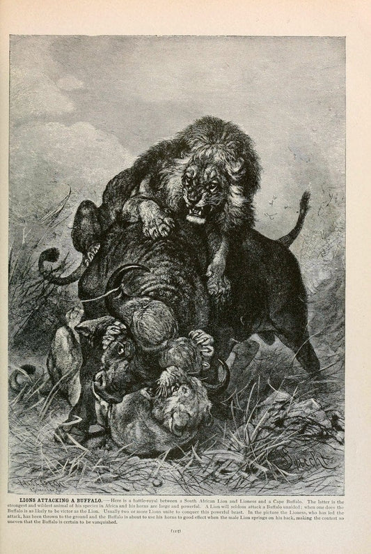 Brehm's Life of animals : Volume 1, MammaliaChicago :Marquis,1895. | "Animal behavior" Mammals  | Vintage Print Reproduction 463235