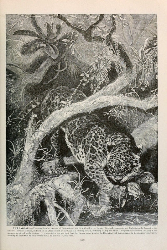 Brehm's Life of animals : Volume 1, MammaliaChicago :Marquis,1895. | "Animal behavior" Mammals  | Vintage Print Reproduction 463239