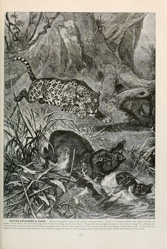 Brehm's Life of animals : Volume 1, MammaliaChicago :Marquis,1895. | "Animal behavior" Mammals  | Vintage Print Reproduction 463240