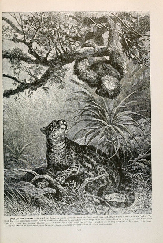 Brehm's Life of animals : Volume 1, MammaliaChicago :Marquis,1895. | "Animal behavior" Mammals  | Vintage Print Reproduction 463241