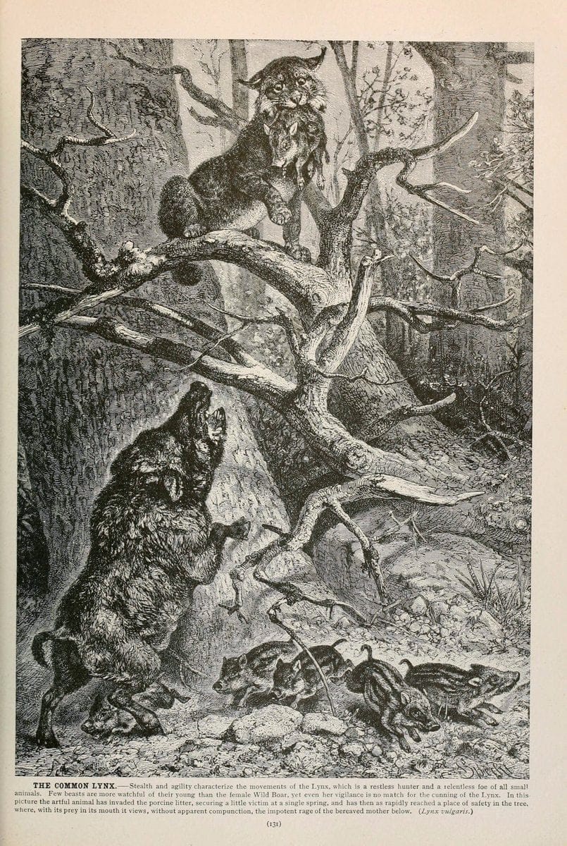 Brehm's Life of animals : Volume 1, MammaliaChicago :Marquis,1895. | "Animal behavior" Mammals  | Vintage Print Reproduction 463242