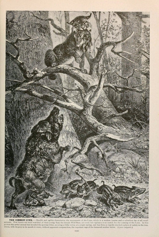 Brehm's Life of animals : Volume 1, MammaliaChicago :Marquis,1895. | "Animal behavior" Mammals  | Vintage Print Reproduction 463242