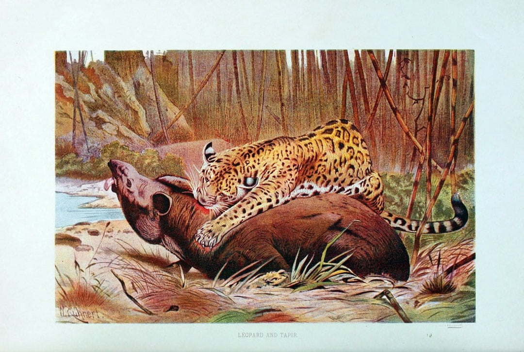 Brehm's Life of animals : Volume 1, MammaliaChicago :Marquis,1895. | "Animal behavior" Mammals  | Vintage Print Reproduction 463243