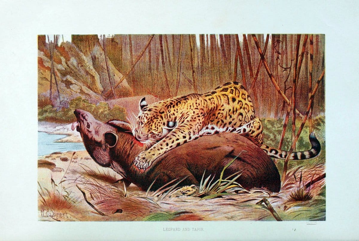 Brehm's Life of animals : Volume 1, MammaliaChicago :Marquis,1895. | "Animal behavior" Mammals  | Vintage Print Reproduction 463243