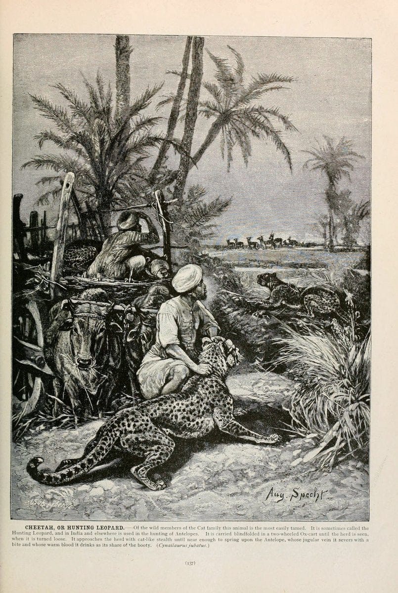 Brehm's Life of animals : Volume 1, MammaliaChicago :Marquis,1895. | "Animal behavior" Mammals  | Vintage Print Reproduction 463244