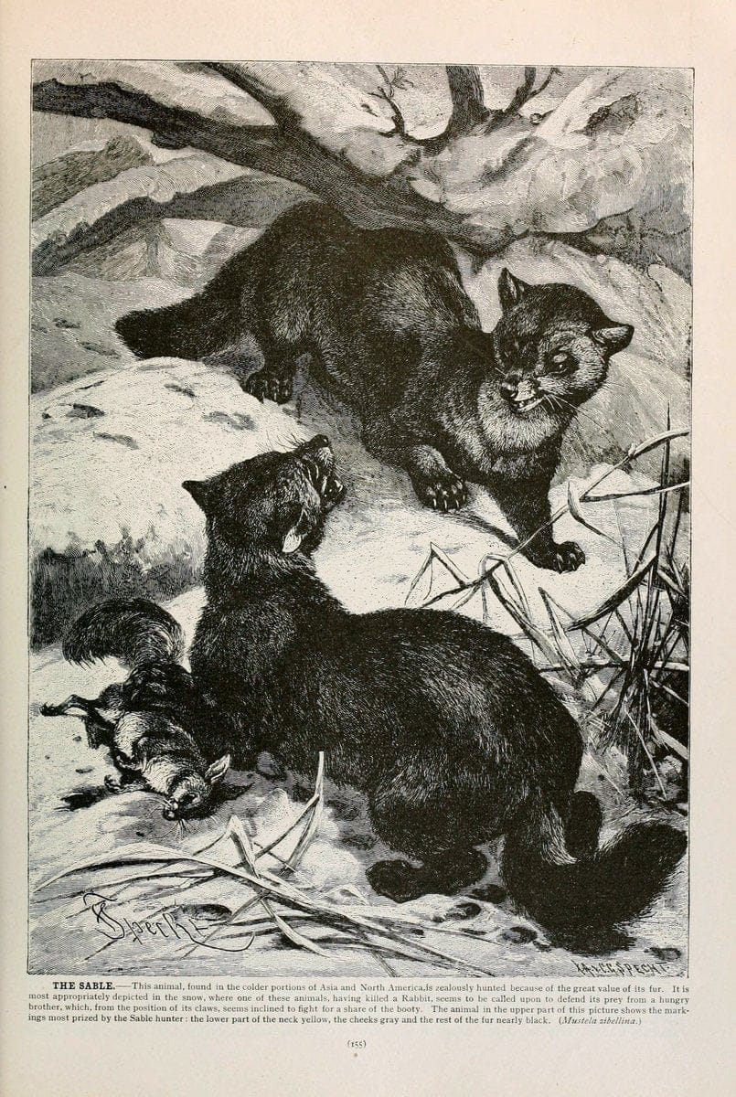 Brehm's Life of animals : Volume 1, MammaliaChicago :Marquis,1895. | "Animal behavior" Mammals  | Vintage Print Reproduction 463247