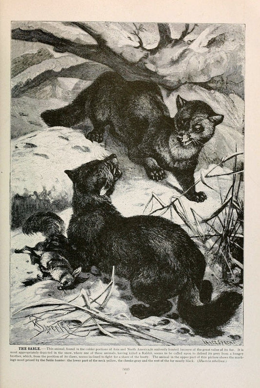 Brehm's Life of animals : Volume 1, MammaliaChicago :Marquis,1895. | "Animal behavior" Mammals  | Vintage Print Reproduction 463247