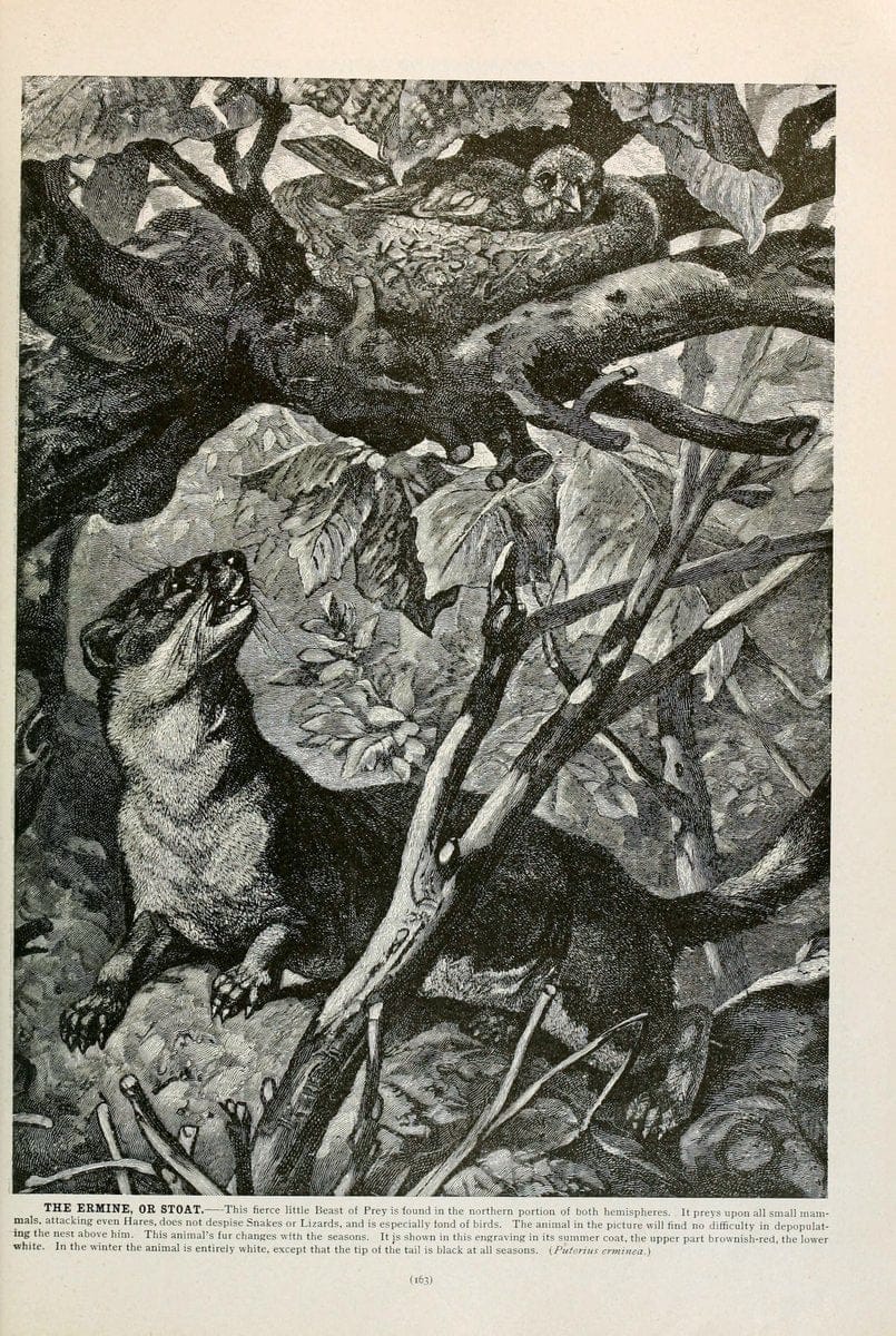 Brehm's Life of animals : Volume 1, MammaliaChicago :Marquis,1895. | "Animal behavior" Mammals  | Vintage Print Reproduction 463249