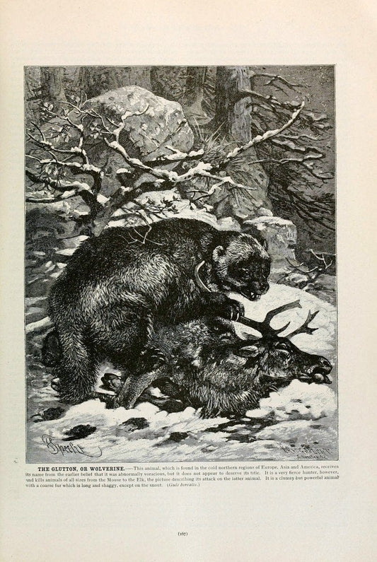 Brehm's Life of animals : Volume 1, MammaliaChicago :Marquis,1895. | "Animal behavior" Mammals  | Vintage Print Reproduction 463250