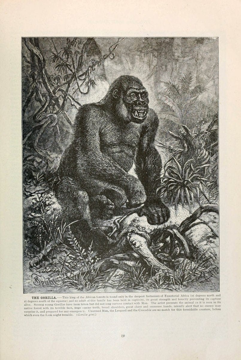 Brehm's Life of animals : Volume 1, MammaliaChicago :Marquis,1895. | "Animal behavior" Mammals  | Vintage Print Reproduction 463251