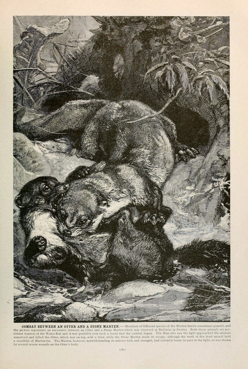 Brehm's Life of animals : Volume 1, MammaliaChicago :Marquis,1895. | "Animal behavior" Mammals  | Vintage Print Reproduction 463252
