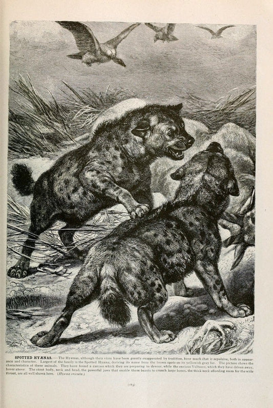 Brehm's Life of animals : Volume 1, MammaliaChicago :Marquis,1895. | "Animal behavior" Mammals  | Vintage Print Reproduction 463253