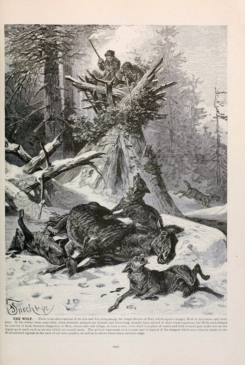 Brehm's Life of animals : Volume 1, MammaliaChicago :Marquis,1895. | "Animal behavior" Mammals  | Vintage Print Reproduction 463255