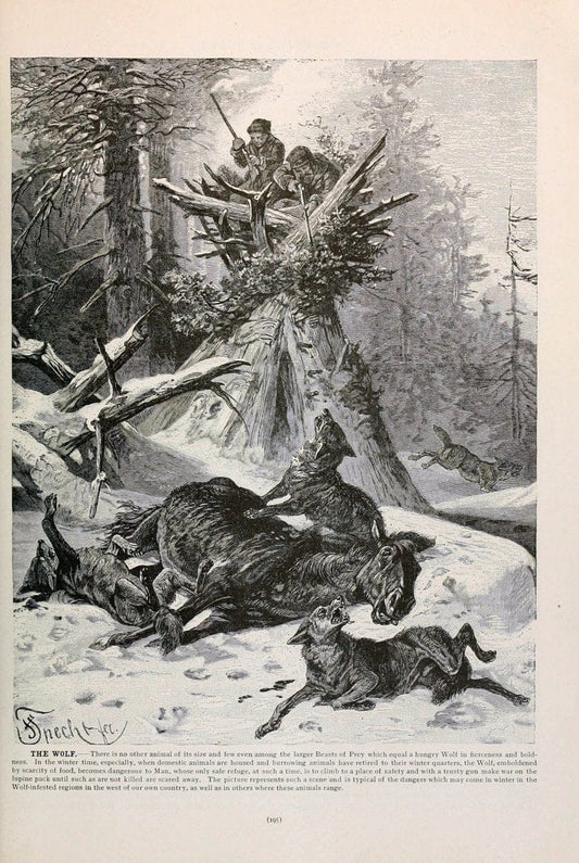 Brehm's Life of animals : Volume 1, MammaliaChicago :Marquis,1895. | "Animal behavior" Mammals  | Vintage Print Reproduction 463255