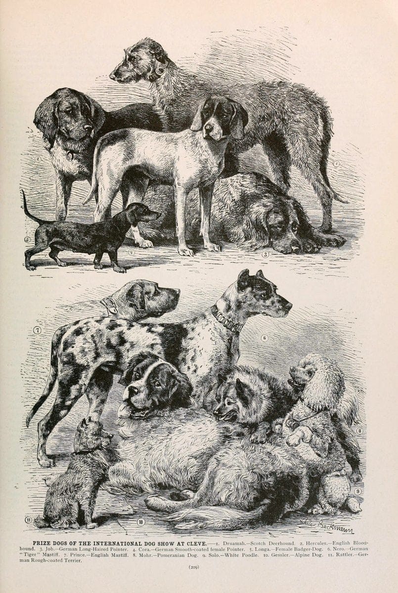 Brehm's Life of animals : Volume 1, MammaliaChicago :Marquis,1895. | "Animal behavior" Mammals  | Vintage Print Reproduction 463257
