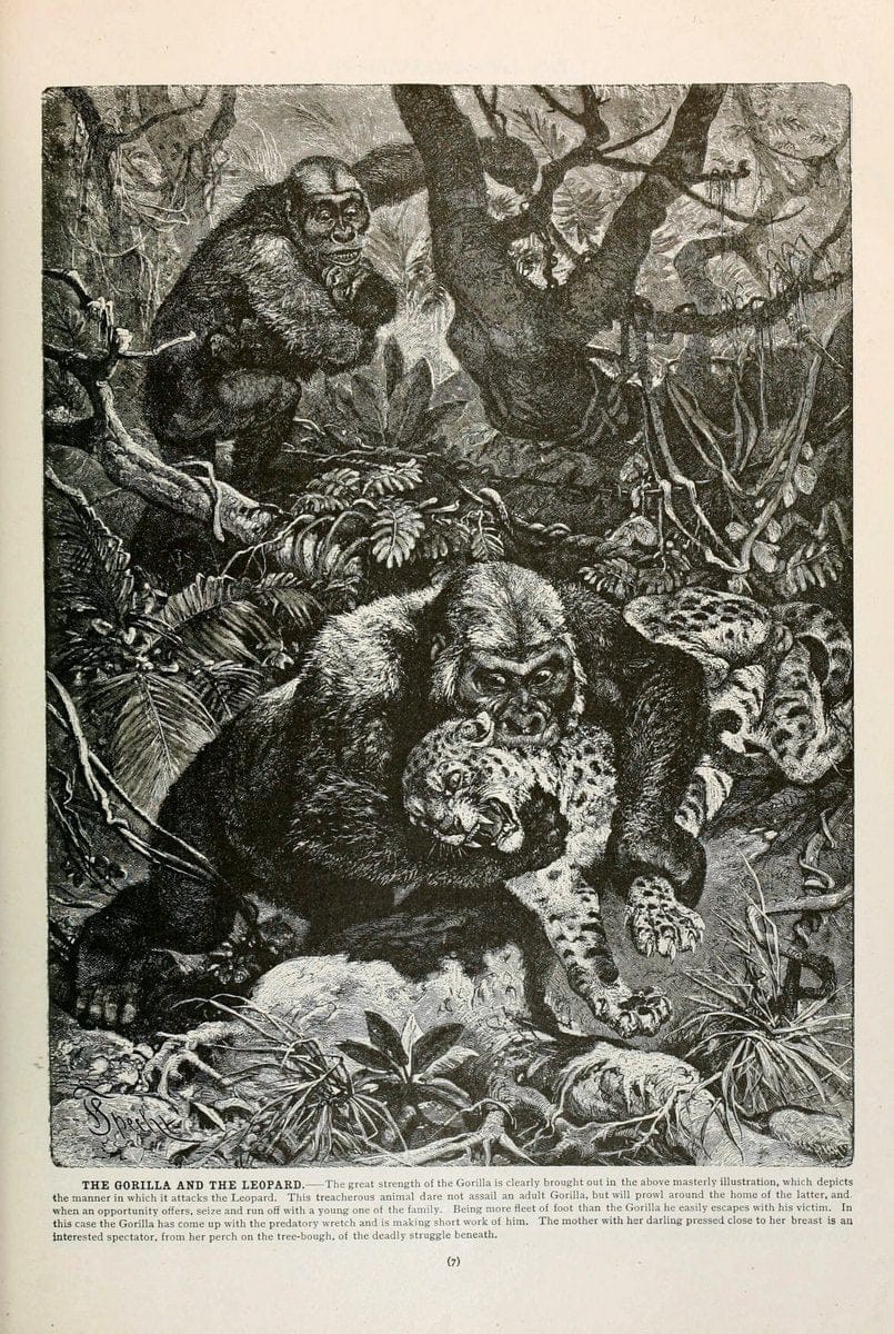 Brehm's Life of animals : Volume 1, MammaliaChicago :Marquis,1895. | "Animal behavior" Mammals  | Vintage Print Reproduction 463258