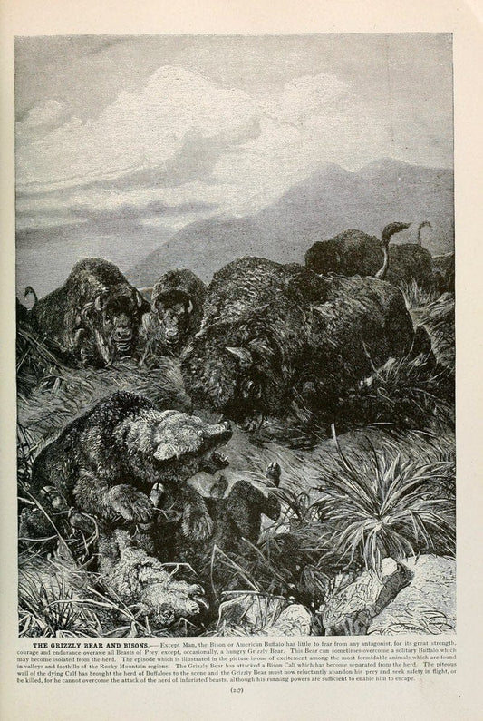 Brehm's Life of animals : Volume 1, MammaliaChicago :Marquis,1895. | "Animal behavior" Mammals  | Vintage Print Reproduction 463263