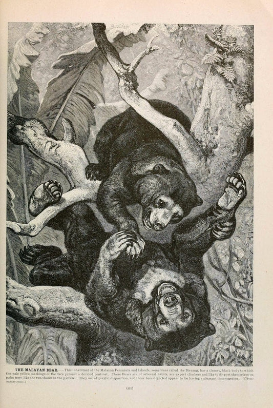 Brehm's Life of animals : Volume 1, MammaliaChicago :Marquis,1895. | "Animal behavior" Mammals  | Vintage Print Reproduction 463265