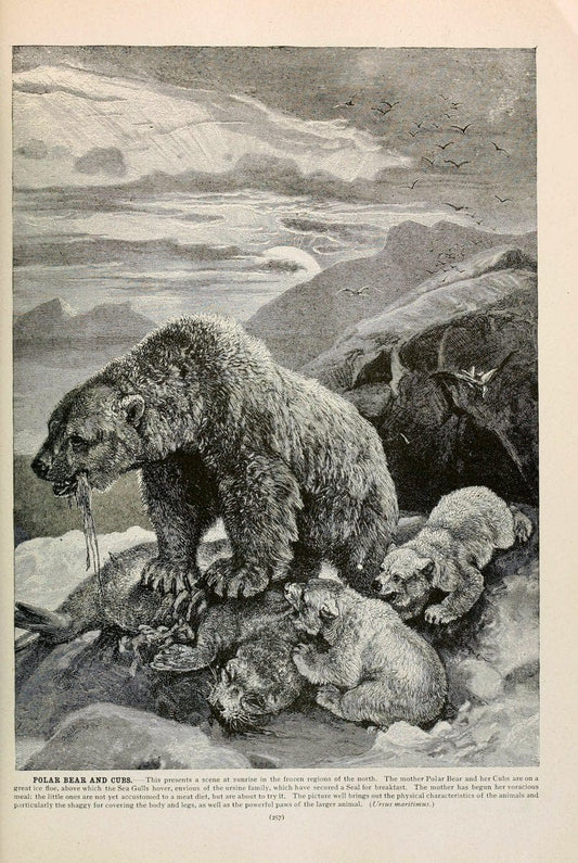 Brehm's Life of animals : Volume 1, MammaliaChicago :Marquis,1895. | "Animal behavior" Mammals  | Vintage Print Reproduction 463266