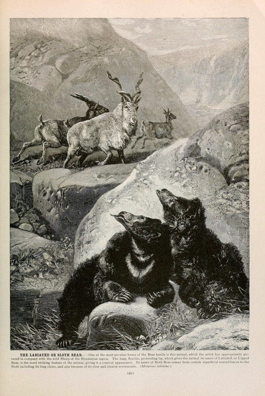 Brehm's Life of animals : Volume 1, MammaliaChicago :Marquis,1895. | "Animal behavior" Mammals  | Vintage Print Reproduction 463267