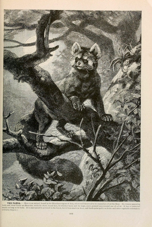 Brehm's Life of animals : Volume 1, MammaliaChicago :Marquis,1895. | "Animal behavior" Mammals  | Vintage Print Reproduction 463268
