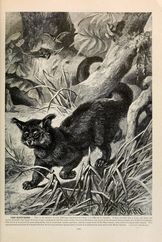 Brehm's Life of animals : Volume 1, MammaliaChicago :Marquis,1895. | "Animal behavior" Mammals  | Vintage Print Reproduction 463269