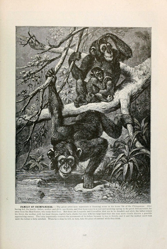 Brehm's Life of animals : Volume 1, MammaliaChicago :Marquis,1895. | "Animal behavior" Mammals  | Vintage Print Reproduction 463271