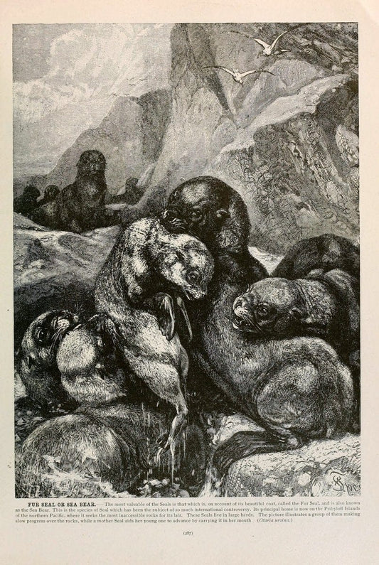 Brehm's Life of animals : Volume 1, MammaliaChicago :Marquis,1895. | "Animal behavior" Mammals  | Vintage Print Reproduction 463274