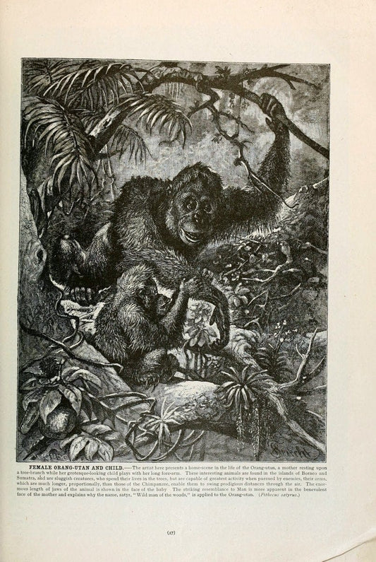 Brehm's Life of animals : Volume 1, MammaliaChicago :Marquis,1895. | "Animal behavior" Mammals  | Vintage Print Reproduction 463280
