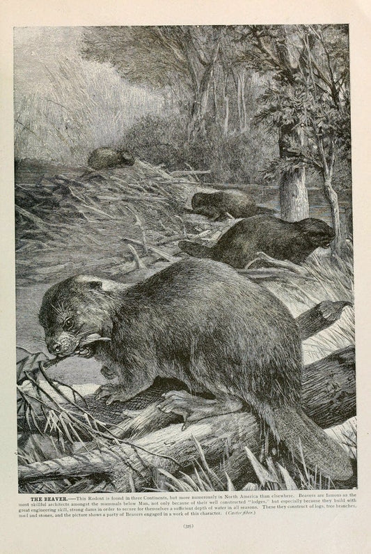 Brehm's Life of animals : Volume 1, MammaliaChicago :Marquis,1895. | "Animal behavior" Mammals  | Vintage Print Reproduction 463282